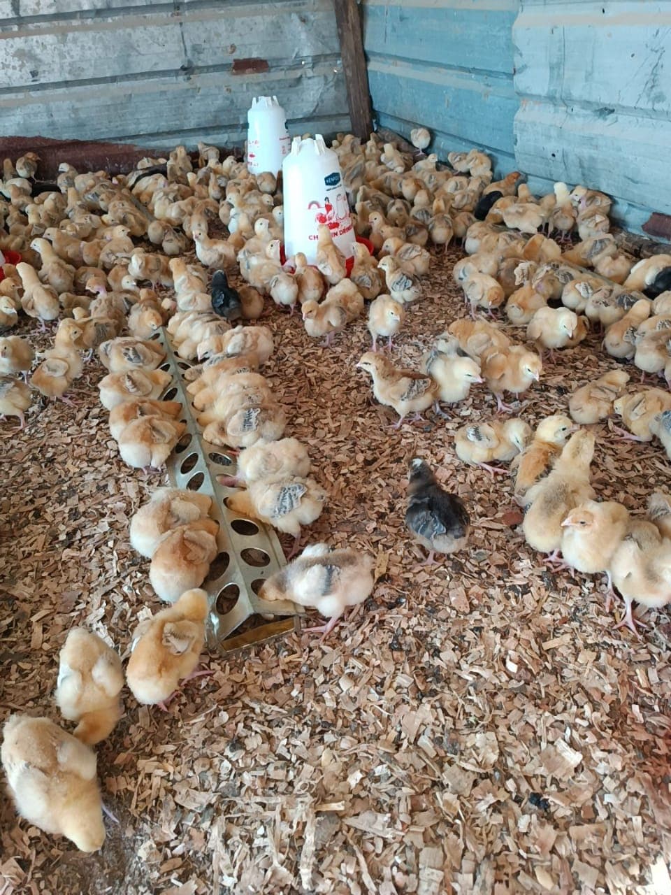 1 Week old chicks