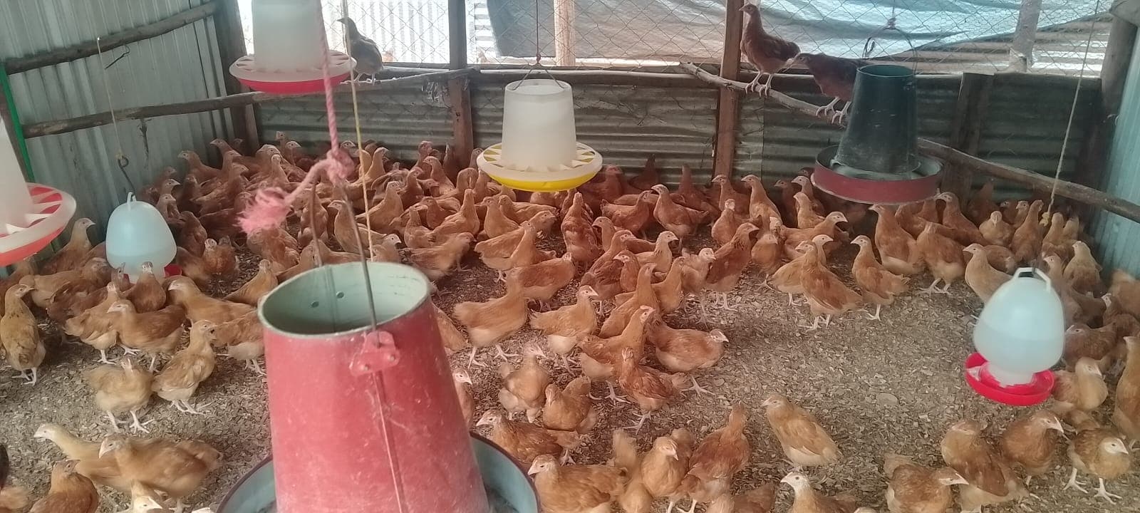 8 Weeks Old Sasso F1 Chicks